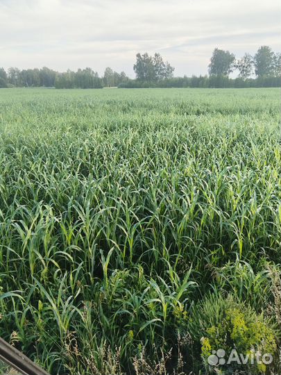 Продам сено в рулонах