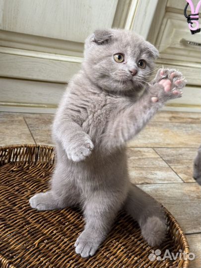 Малышка с розовыми лапками