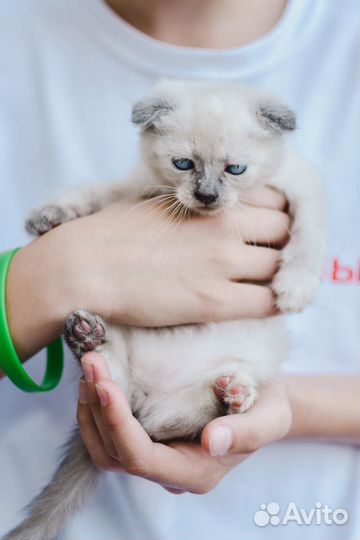 Котенок мальчик