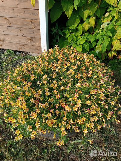 Петуния Роуз стар