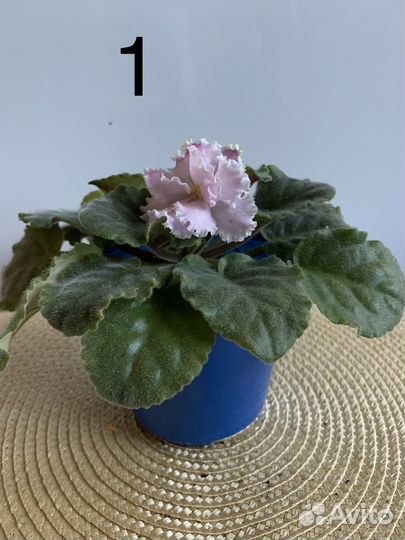 Фиалки в ассортименте