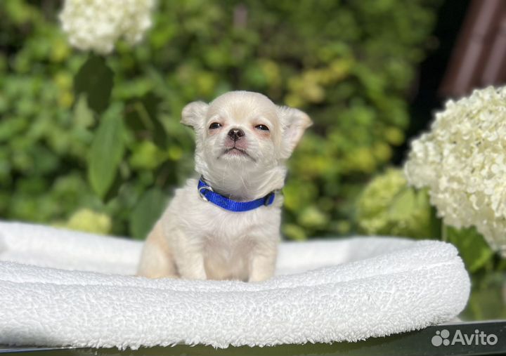 Щенки чихуахуа кремовый блондин