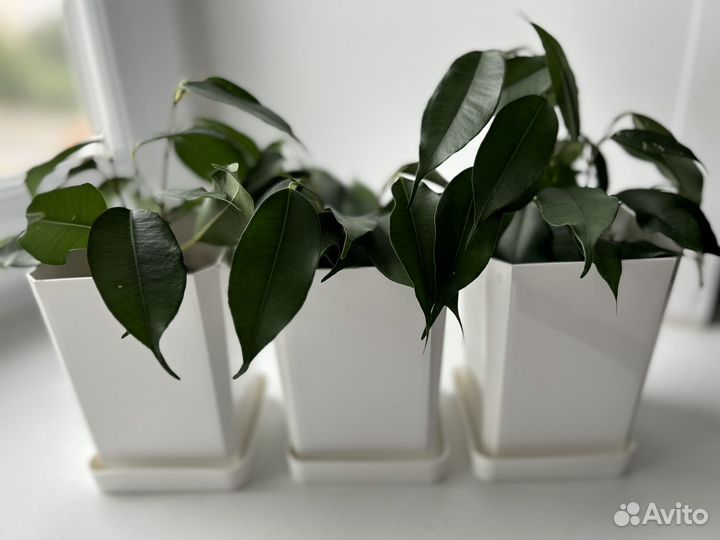 Фикус бенджамина