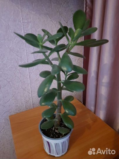Толстянка