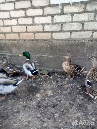 Подсадные утки