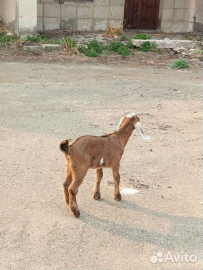 Коза альпо-чешская