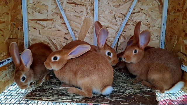 Бургундские кролики чистопородные объявление продам