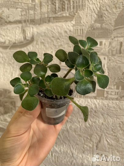 Аихризон (Aichryson)