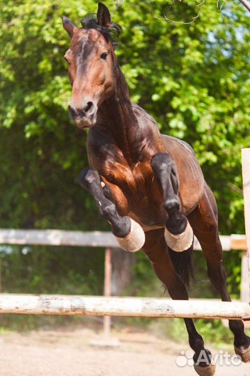 Постой в частной конюшне