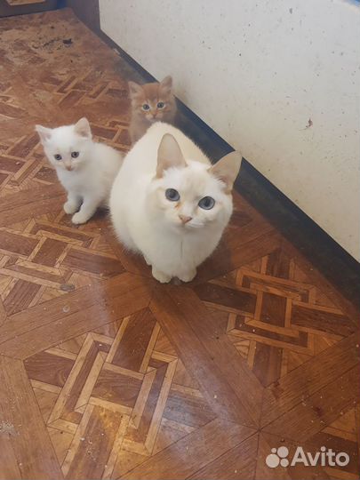 Курильский бобтейл