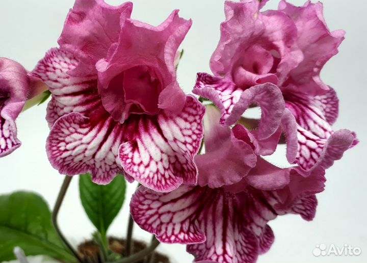 Стрептокарпусы