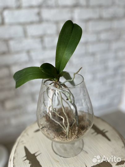 Орхидея фаленопсис приученная к воздуху