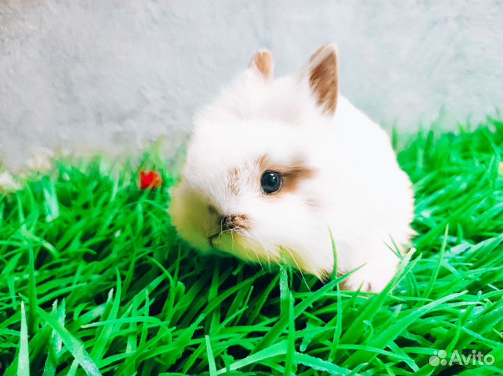 Карликовый кролик - супер мини