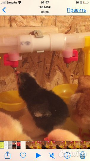 Брудер для цыплят новый