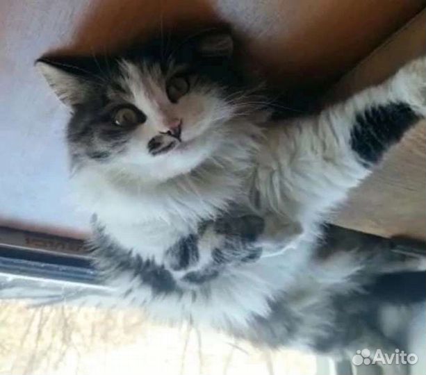 Кошечка Алиса