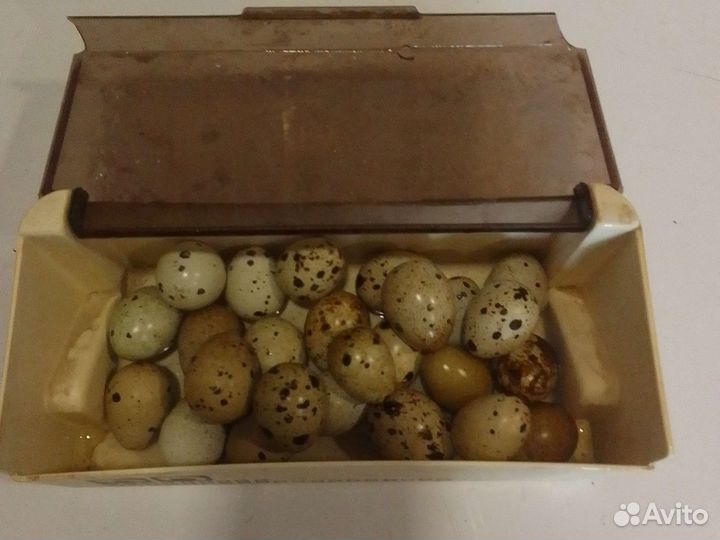 Яйца перепелиные