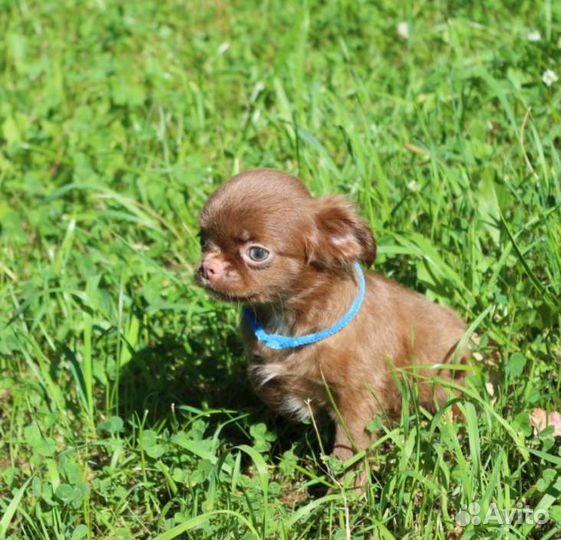 Замечательный шоколадный мальчик