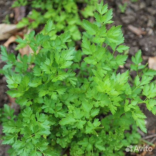 Петрушка семена
