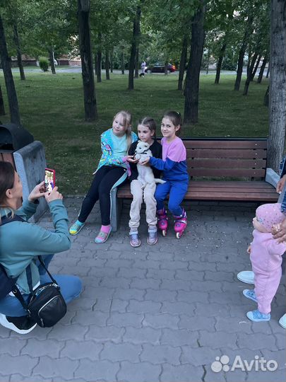 Смесь алабай и хаски