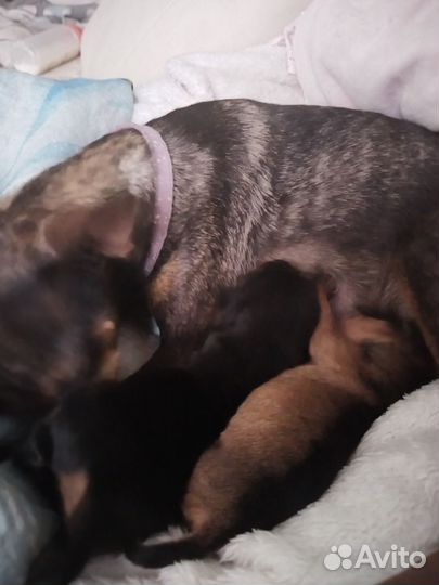 Мини той-терьер девочка