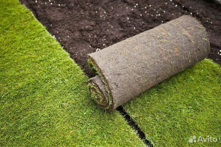 Рулонный газон. 100 гарантия приживаемости