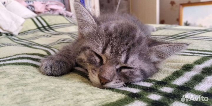 Котята в дар бесплатно