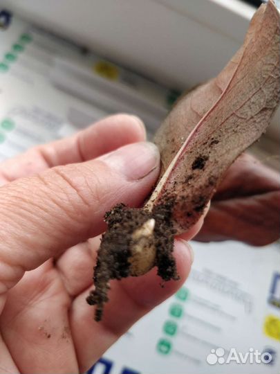 Замиокулькас черный равен