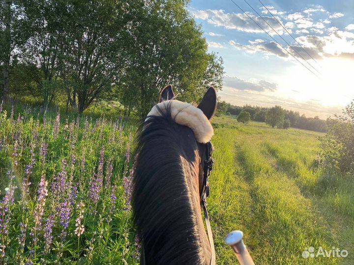 Постой для лошадей
