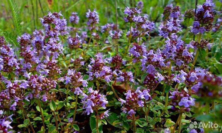 Чабрец сушеный (тимьян)