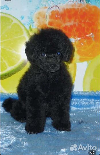 Мальчики и девочки РКФ