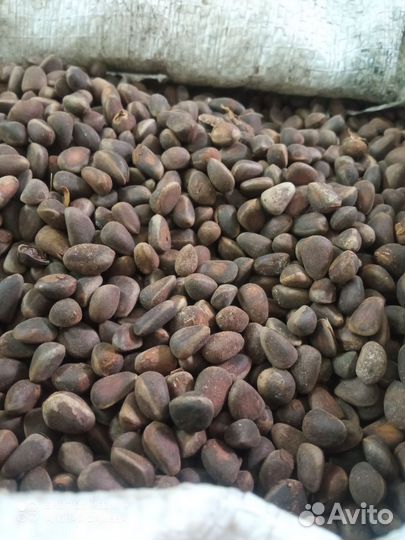 Орех кедровый