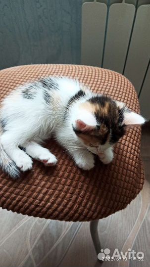 Кошка в дар бесплатно