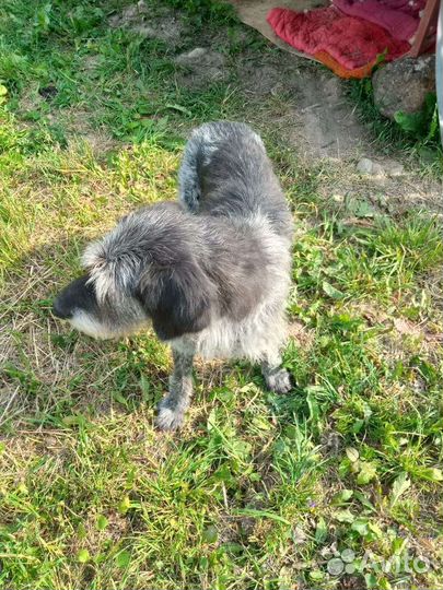 Нужен дом дратхаару