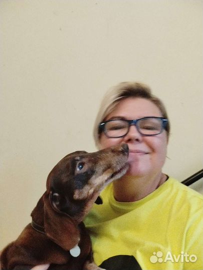 Передержка собак