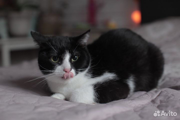 Фил в поиске дома