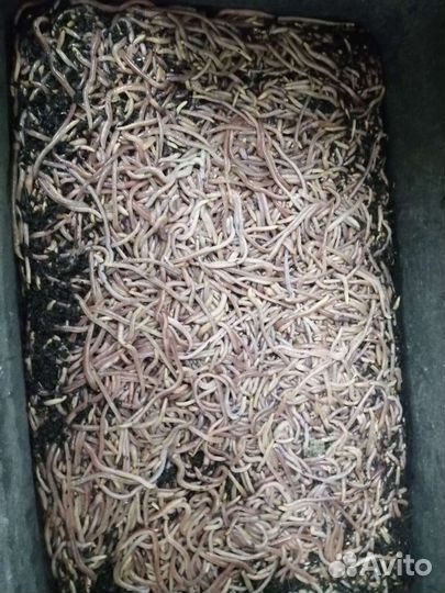 Червь дендробена