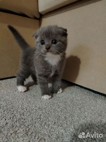 Вислоухие котята