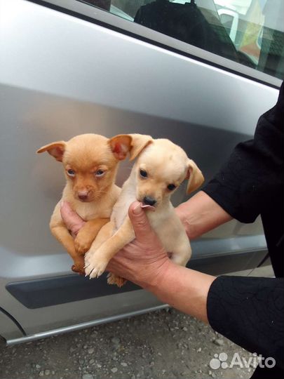 Той тейер мальчик и девочка есть ерки торг