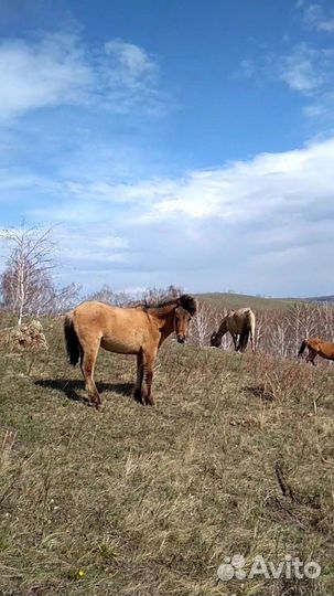 Молодняк лошади башкирская порода
