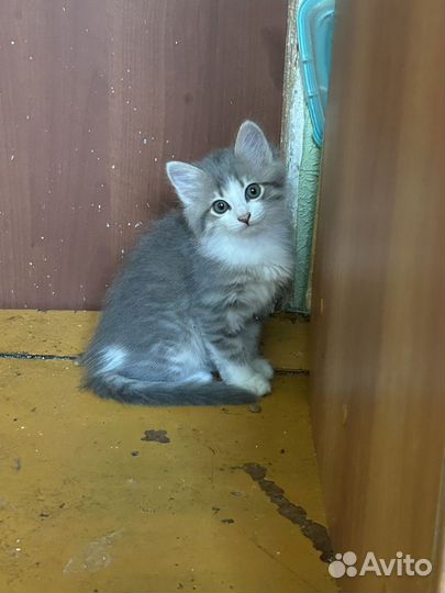 Отдам котят в хорошие руки