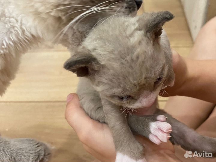Котята девон-рекс