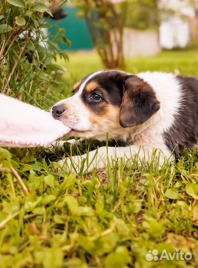 Щенок девчока 2-3 месяца