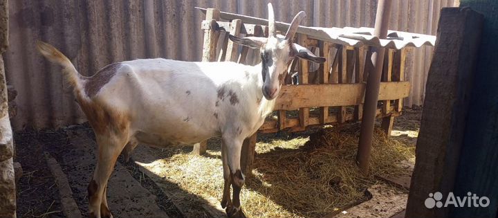 Козлята козы