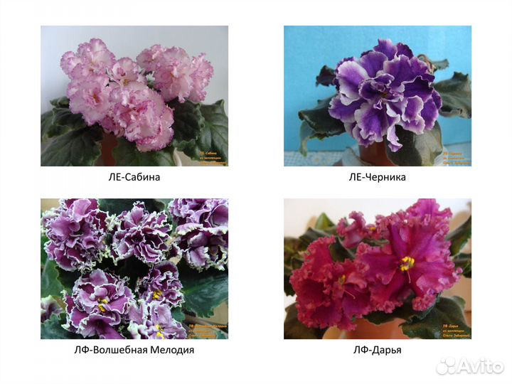 Фиалки. Продаются детки сортовых фиалок