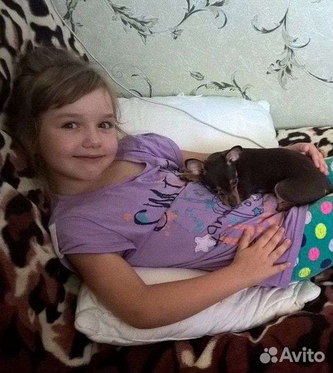 Передержка домашних животных