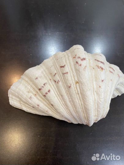 Ракушка морская большая