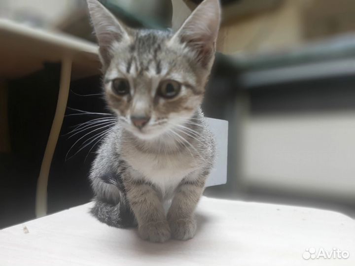 Отдам в добрые руки