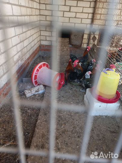 Карликовые куры