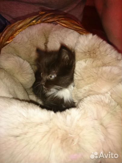 Персидская