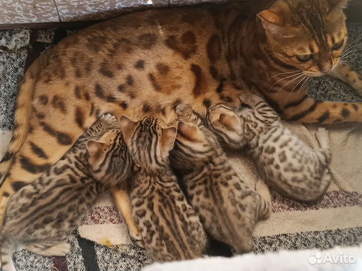 Бенгальские котята